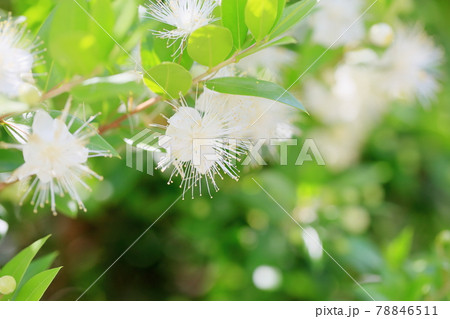 ギンバイカの花 ギンバイカの花 78846511