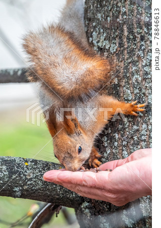 A squirrel in the spring or autumn eats nuts from a human hand. Eurasian red squirrel, Sciurus vulgaris 78846613
