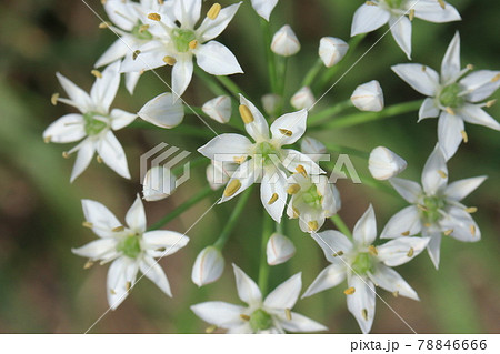 ニラの花の写真素材