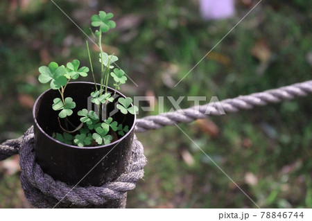 クローバー 78846744