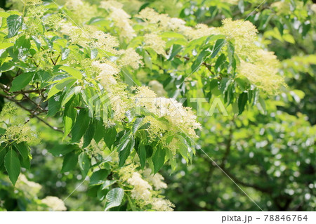 ミズキの花 78846764