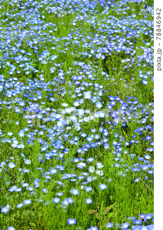 三重県青山高原近くのお花畑 78846942