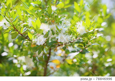 ギンバイカの花 ギンバイカの花 78846996
