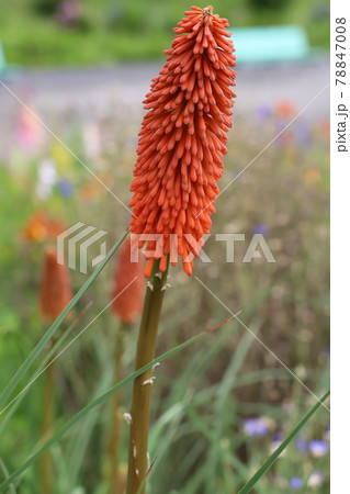 初夏の公園に咲くトリトマの赤い花の写真素材