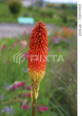 初夏の公園に咲くトリトマの赤い花 初夏の公園に咲くトリトマの赤い花 78847009