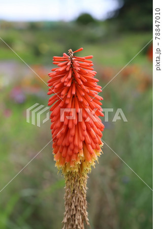 初夏の公園に咲くトリトマの赤い花 初夏の公園に咲くトリトマの赤い花 78847010