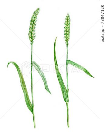 Hand drawn watercolor wheat, isolated on white background. Hand drawn watercolor wheat, isolated on white background. 78847120