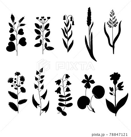 Big set of vintage original line art meadow plants. Big set of vintage original line art meadow plants. 78847121