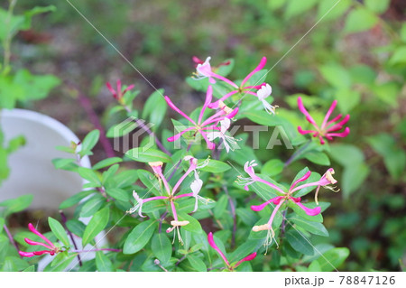 ベニバナスイカズラの花 ベニバナスイカズラの花 78847126