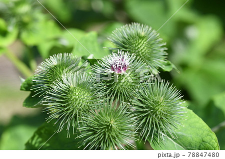 ゴボウ(牛蒡)の花 ゴボウ(牛蒡)の花 78847480
