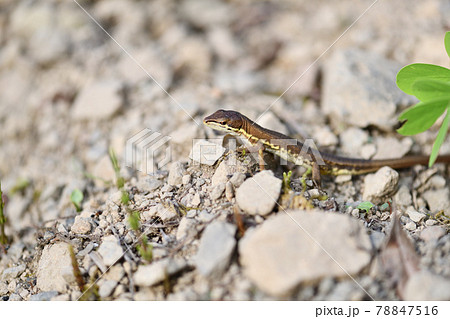 初夏のニホンカナヘビ 初夏のニホンカナヘビ 78847516