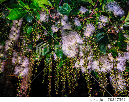 サガリバナ 78847561