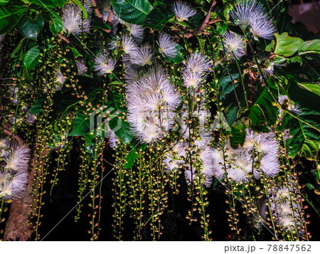 サガリバナ 78847562