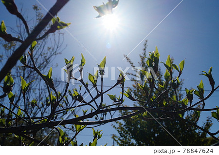 新緑のヤマボウシ 78847624