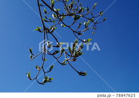 ヤマボウシの新緑 78847625