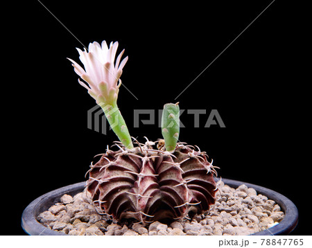 gymnocalycium cactus with pink flower blooming 78847765