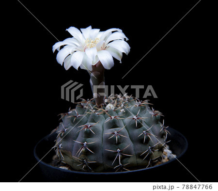 gymnocalycium ragonesei cactus with white flower blooming gymnocalycium ragonesei cactus with white flower blooming 78847766