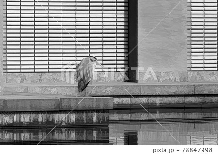 A heron stands on 1 leg, at the edge of a pond, A heron stands on 1 leg, at the edge of a pond, 78847998