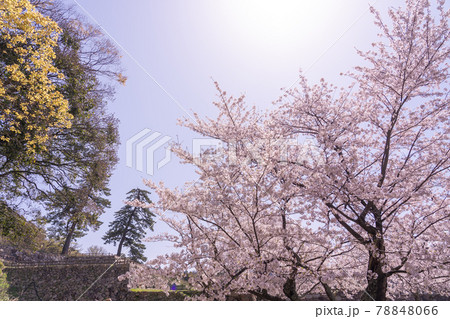 鳥取県鳥取市　春の鳥取城の天球丸と石垣 78848066