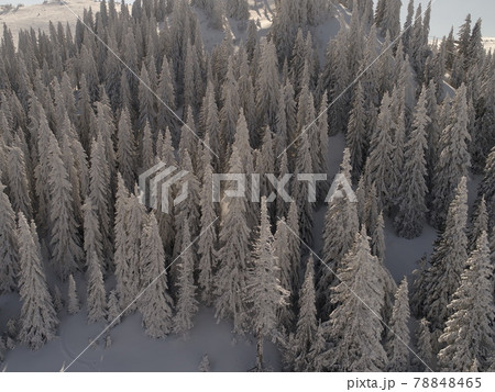 Aerial view of a frozen forest with fresh snow covered trees 78848465