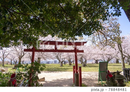鳥取県鳥取市　春の鳥取城の八幡宮跡の鳥居から二の丸を眺める 78848481