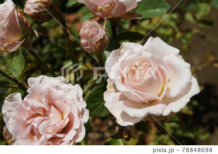 薄ピンクの薔薇ローズのアップ 薄ピンクの薔薇ローズのアップ 78848698