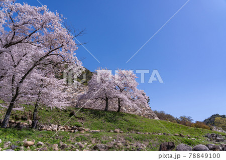 鳥取県鳥取市　春の鳥取城の二の丸の桜と石垣 78849100