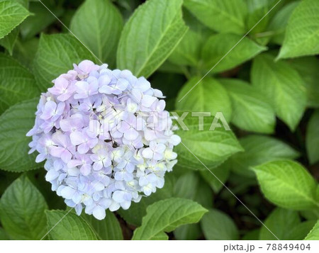 一輪の紫陽花 78849404