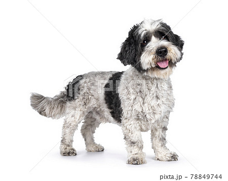 Mixed breed Boomer dog on white background 78849744