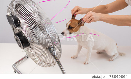Jack Russell Terrier enjoys the cooling breeze from an electric fan on a white background. Woman holds dog ears for laughing 78849864