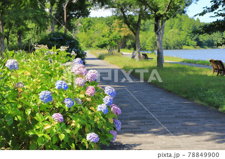 水元公園の色とりどりのアジサイと小合溜 78849900