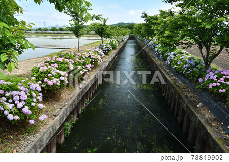 宮壮川沿いの紫陽花 宮壮川沿いの紫陽花 78849902