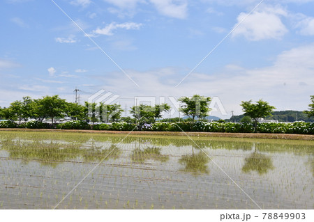 田んぼにうつる水鏡 田んぼにうつる水鏡 78849903