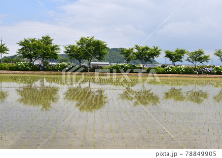 田んぼにうつる水鏡 田んぼにうつる水鏡 78849905