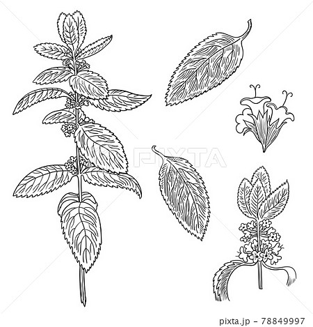 Set of mint leaves and plants. Hand drawing.  78849997