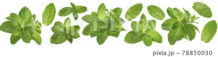 Fresh mint set isolated on white background. Bunch and leaves. 78850030