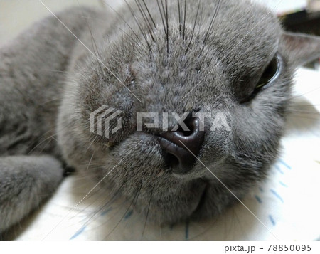 ロシアンブルーのアップ 78850095