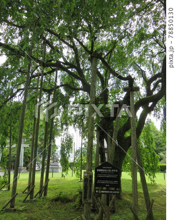 福井県 足羽山 福井県 足羽山 78850130