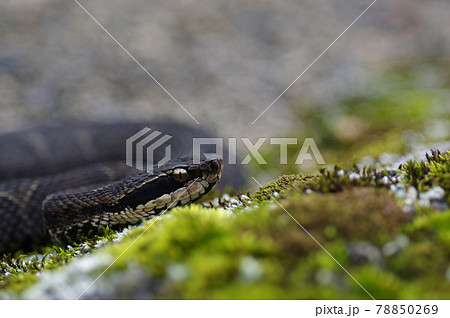 獲物を待つマムシ 獲物を待つマムシ 78850269