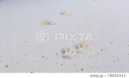 【鹿児島県奄美群島】与論島の白い砂浜に猫の足跡 【鹿児島県奄美群島】与論島の白い砂浜に猫の足跡 78850353