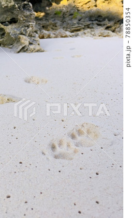 【鹿児島県奄美群島】与論島の白い砂浜に猫の足跡 78850354