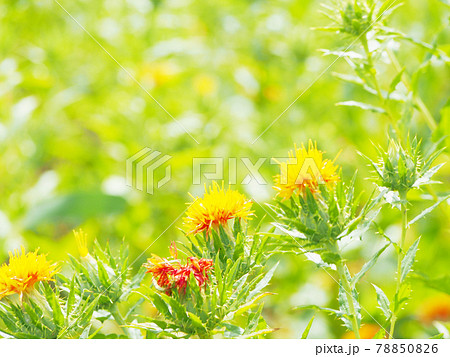 明日香村　石舞台付近の紅花畑 78850826