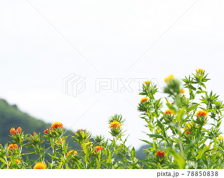 明日香村　石舞台付近の紅花畑 78850838