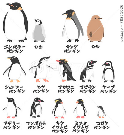 日本で飼育されるペンギン12種のイラストのイラスト素材
