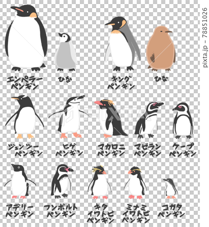 Illustration of 12 species of penguins bred in Japan 78851026
