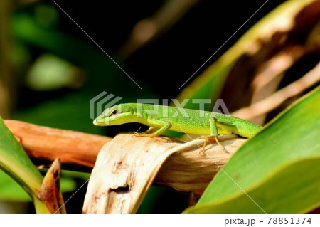 サキシマカナヘビ サキシマカナヘビ 78851374