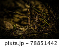 土筆 78851442