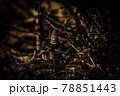 土筆 78851443