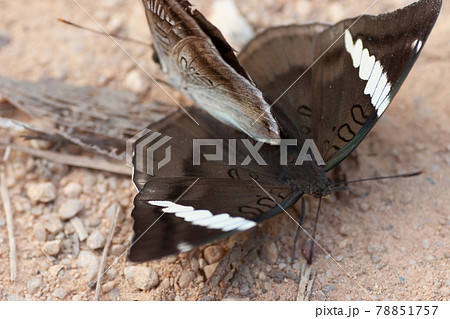 a close up of beautiful couple butterfly mating or having sex a close up of beautiful couple butterfly mating or having sex 78851757