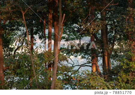 a Part of a tree trunk against a forest background. 78851770